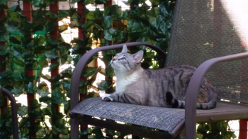 reviewer pic of a cat in a patio chair in front of a deck railing covered in the faux ivy 