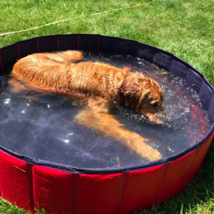 golden retriever dog in the pool with water in it