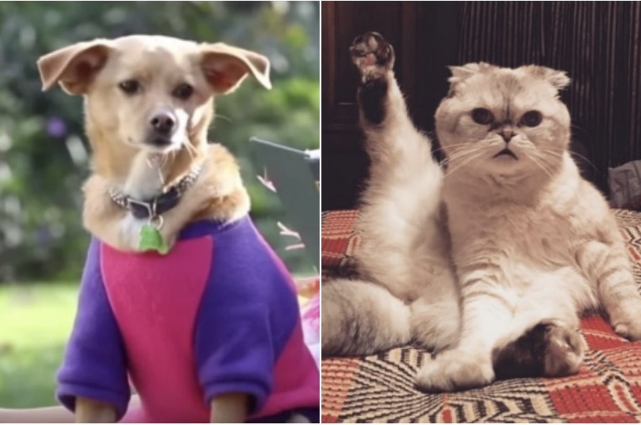 Can You Match These Pets To Their Celebrity Owners?