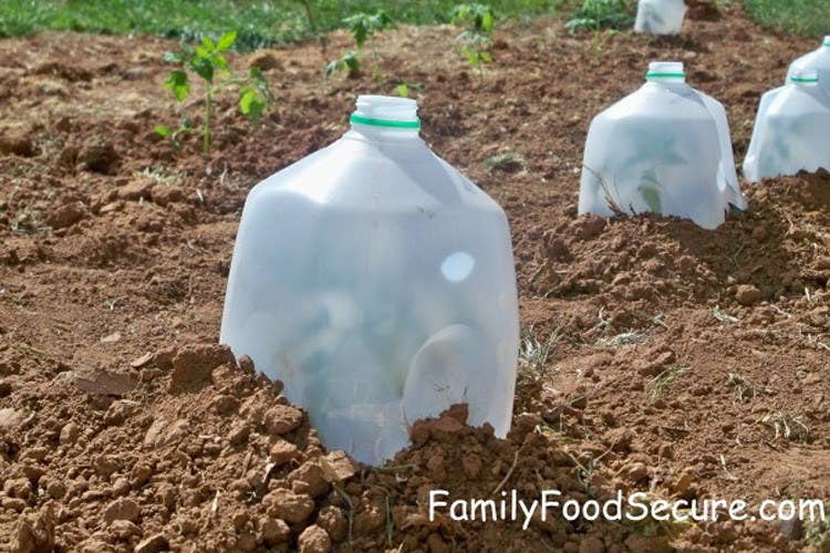 19 Gardening Hacks That Ll Make You Say I Wish I D Known About These Sooner