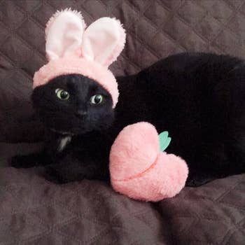 a cat wearing pink bunny ears