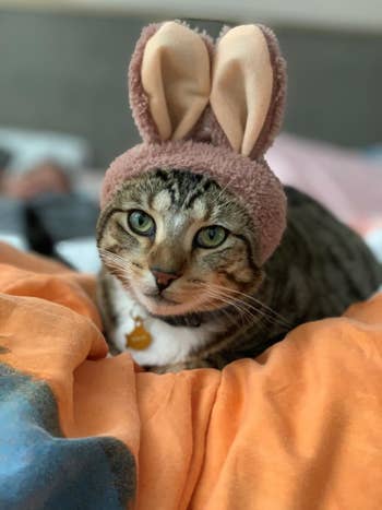 a different cat wearing brown bunny ears