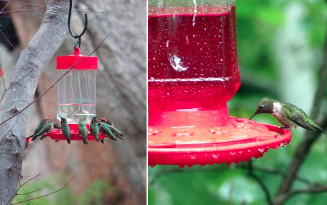 two photos of hummingbirds drinking from feeder