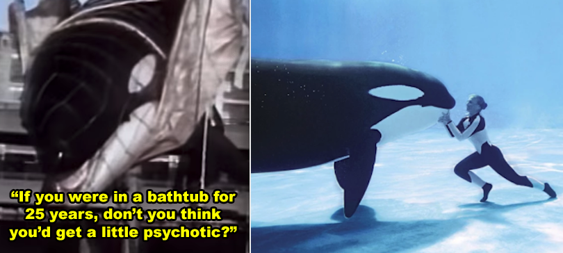 A side-by-side of an orca being moved to a facility, and a pic of a trainer with an orca under water
