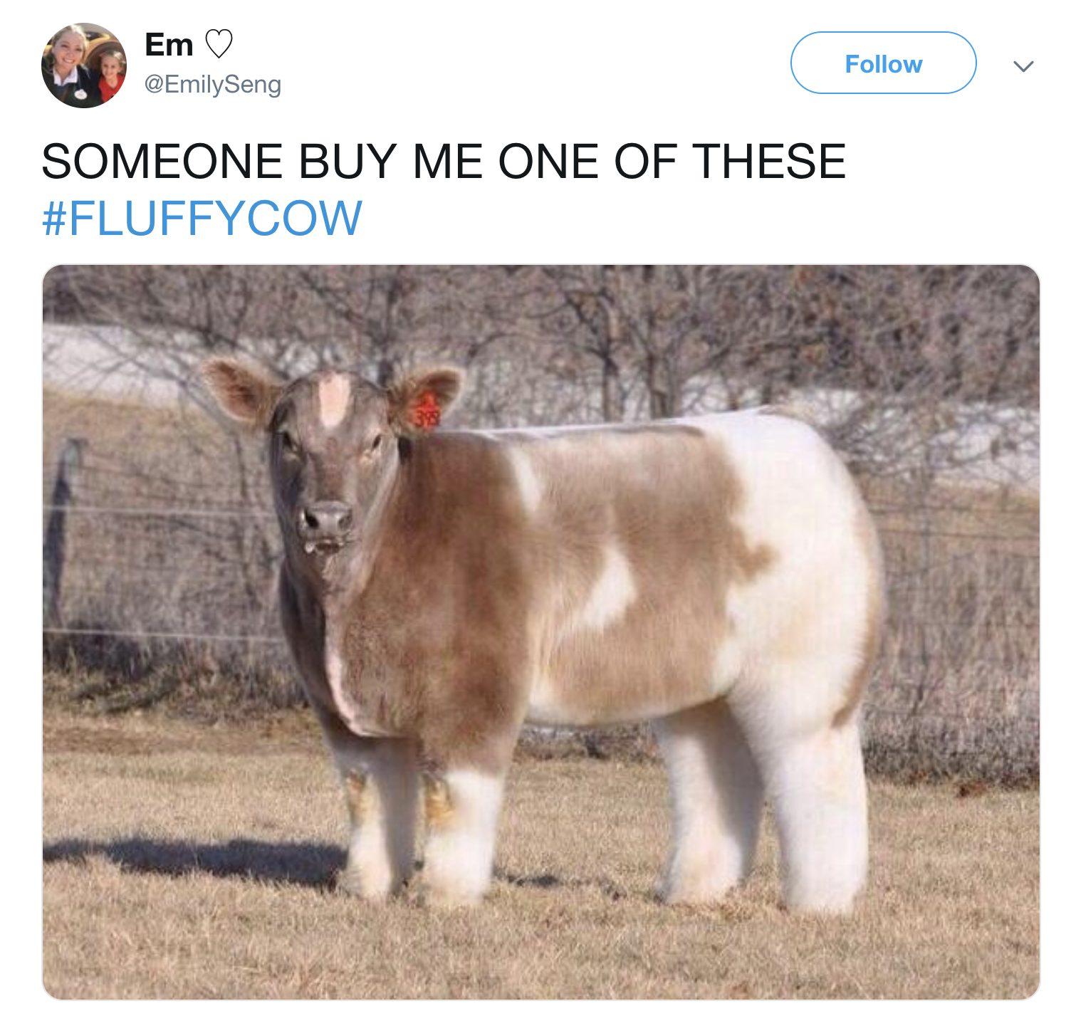 This Is What A Cow Looks Like When Its Blow Dried