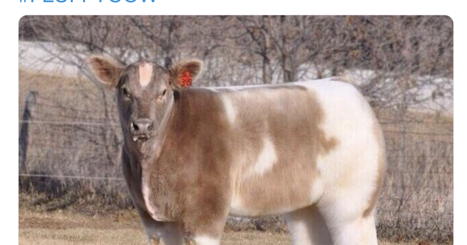 this-is-what-a-cow-looks-like-when-its-blow-dried