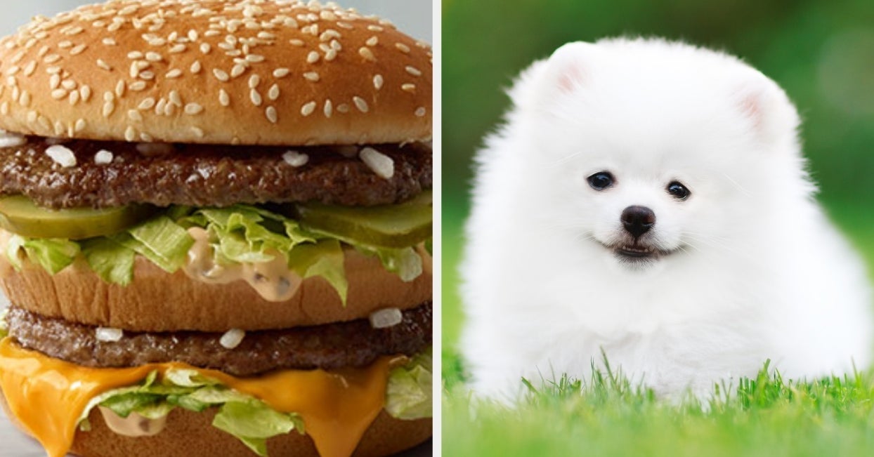 Quiz What Dog Breed Are You Based On Your FastFood Choices?