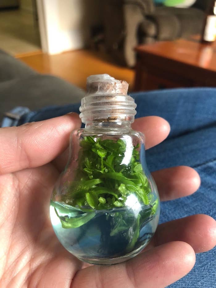 lightbulb with blue gel and tons of venus flytraps 