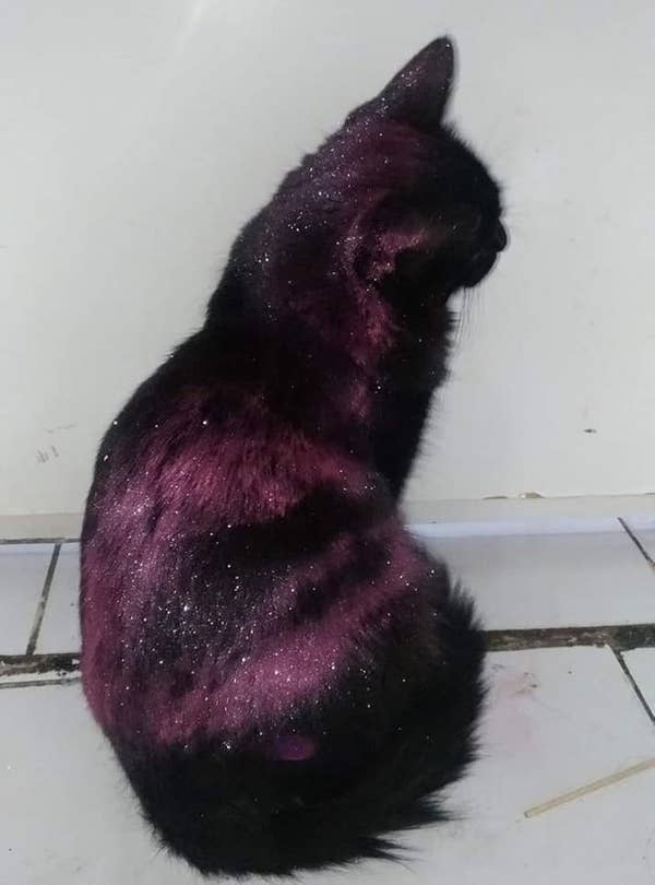 Here Are The Best Cat Posts From This Week May 17 2019