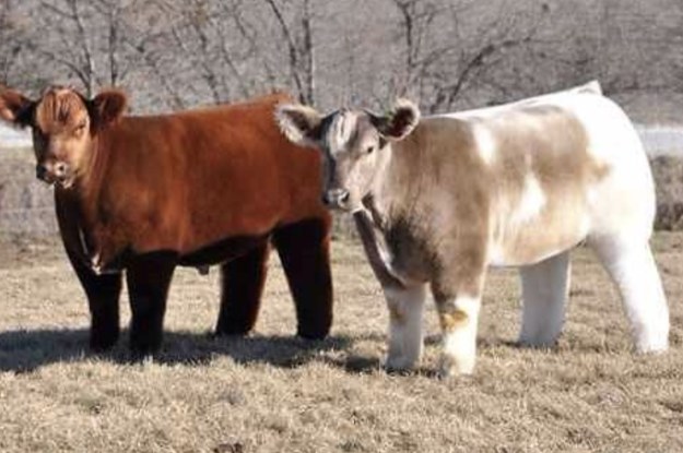 This Is What A Cow Looks Like When Its Blow Dried