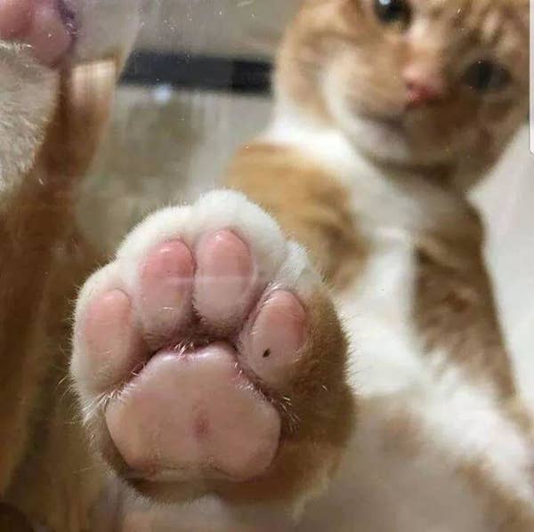 Here Are The Best Cat Posts From This Week May 17 2019