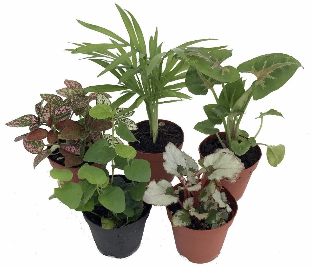five potted plants