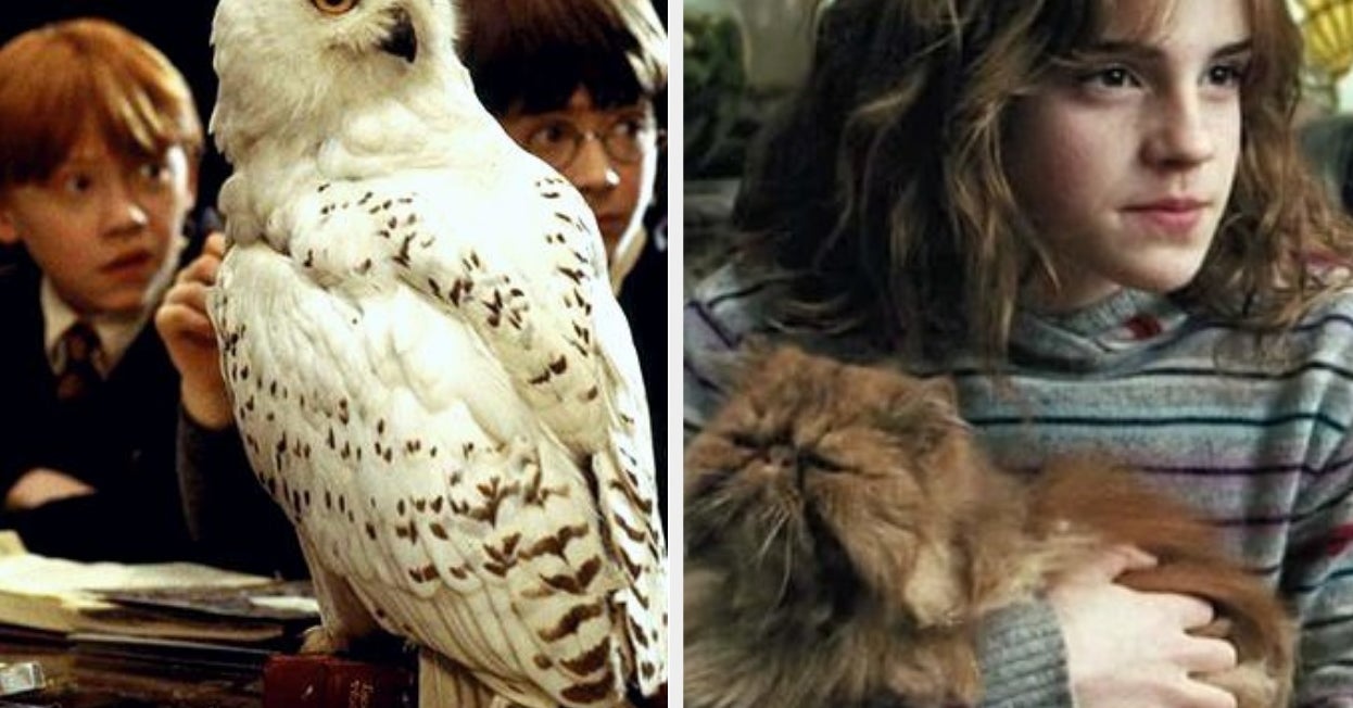 Quiz This Quiz Will Determine What Pet You Should Have At Hogwarts