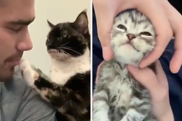 Here Are 17 Cat Posts From This Week That Will Make Your Day A Million Times Better