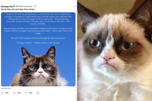 grumpy-cat-has-died