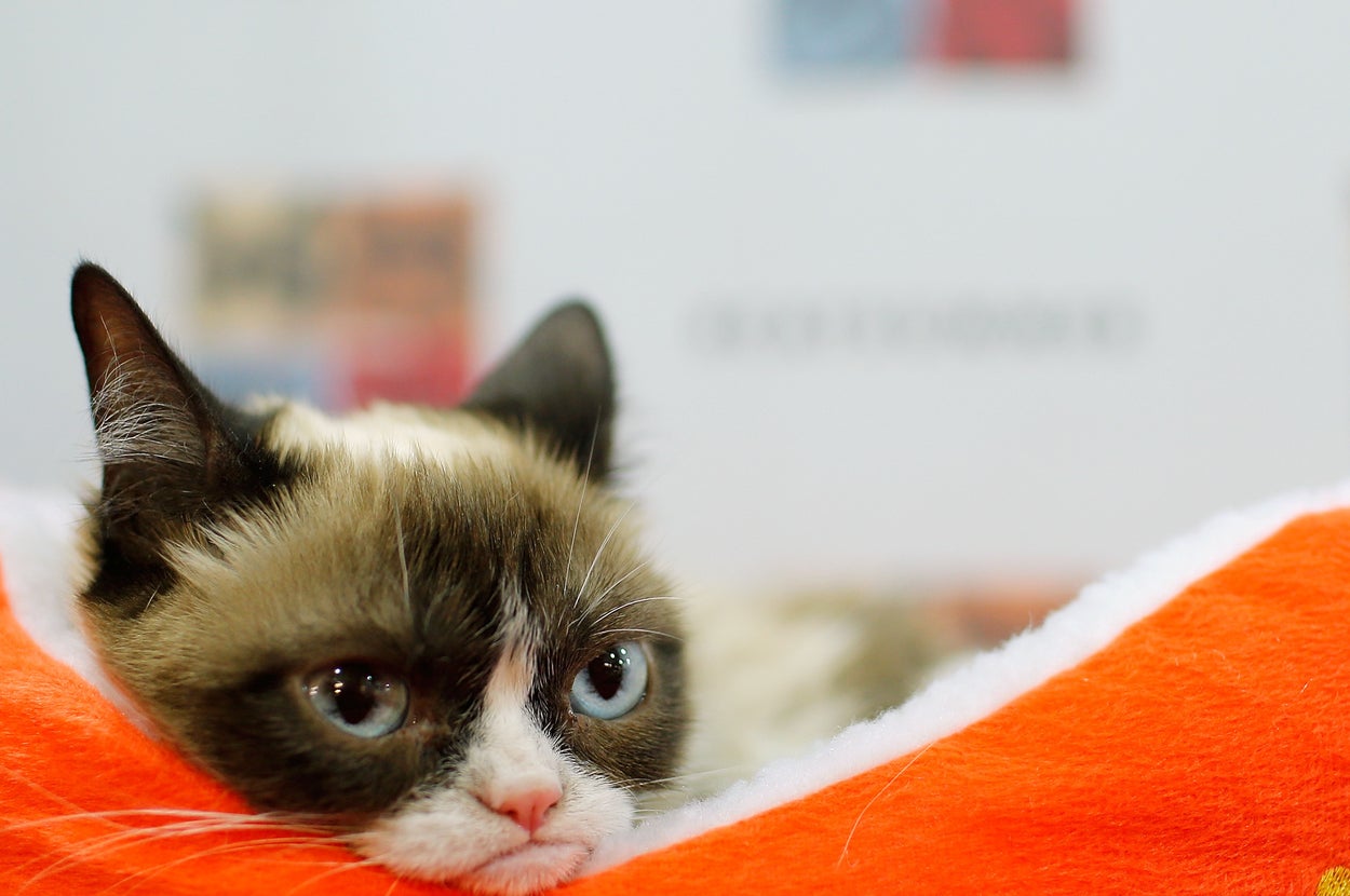 21 Tweets About The Death Of Grumpy Cat That Will Warm Even Your Cold ...