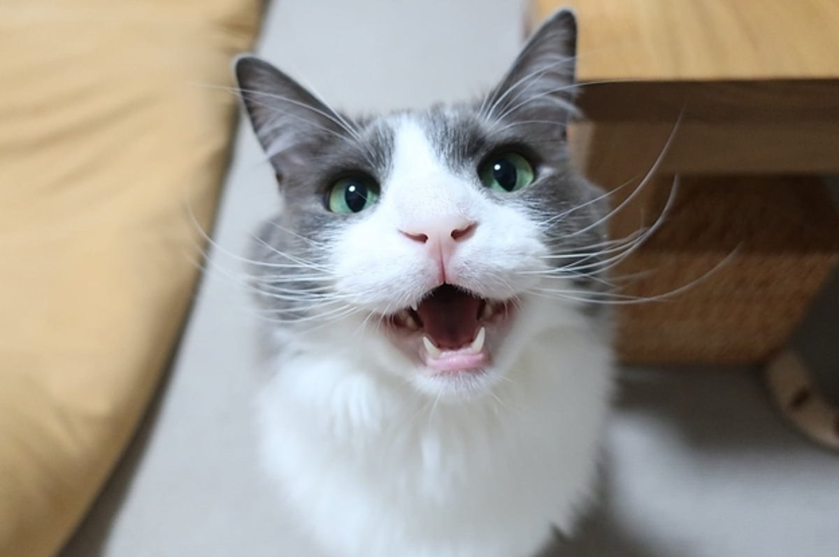 寂しそうだった猫ちゃん 飼い主が名前を呼ぶと この動画ほんとニヤニヤするから見て