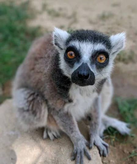 Lemur Ekor Cincin