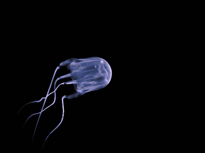 見つけたら即逃げて 体に猛毒を持つコワ イ生き物たち