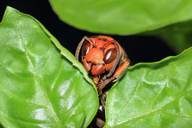 見つけたら即逃げて 体に猛毒を持つコワ イ生き物たち