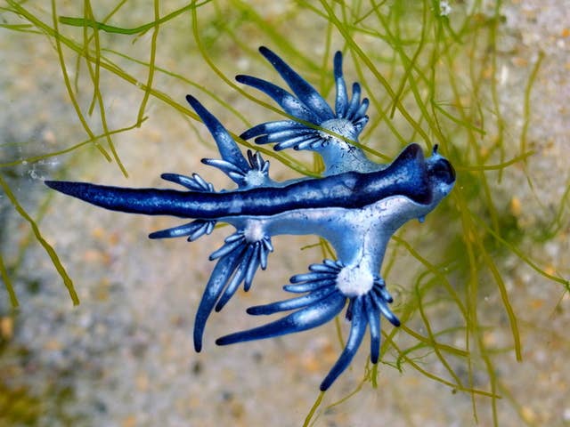 見つけたら即逃げて 体に猛毒を持つコワ イ生き物たち