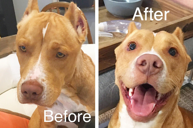 21 Pet Adoption Pictures That Prove What A Little Love And Some Scritches Can Do