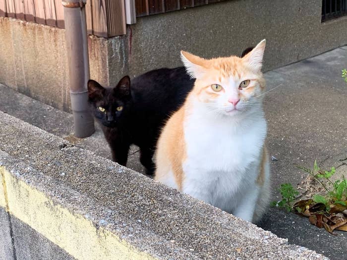 目が釘付けになっちゃう ボディガードの黒猫ちゃんをとにかく見て