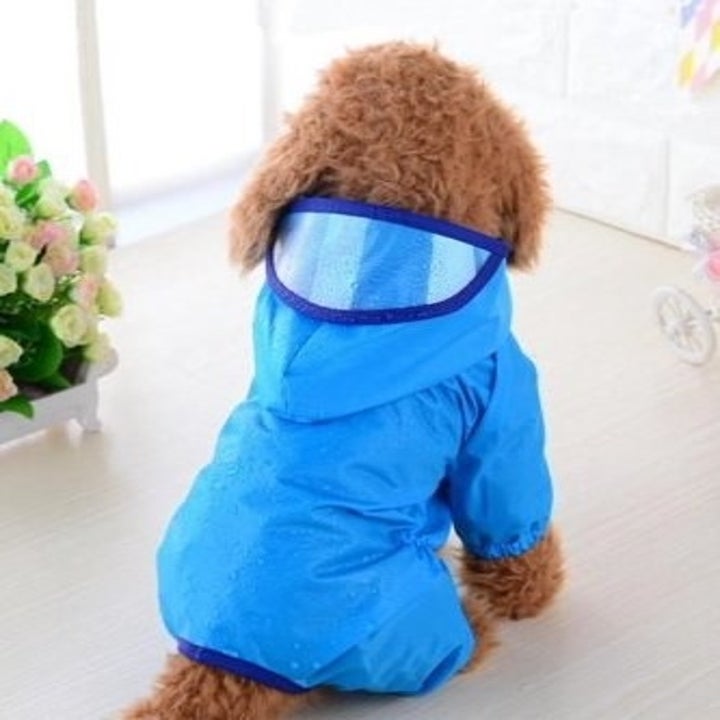 25 Basics From Walmart All Dog Owners Should Have