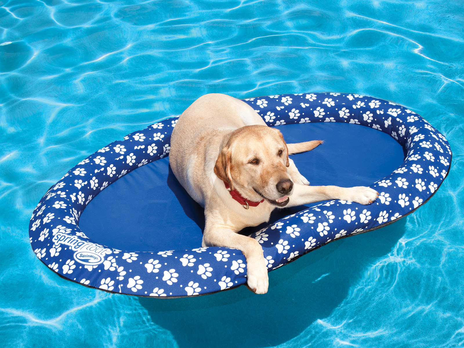 dog floaties walmart