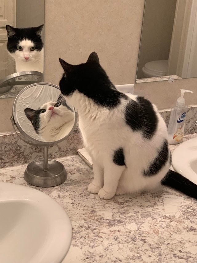 Here Are The Best Cat Posts From This Week May 24 2019