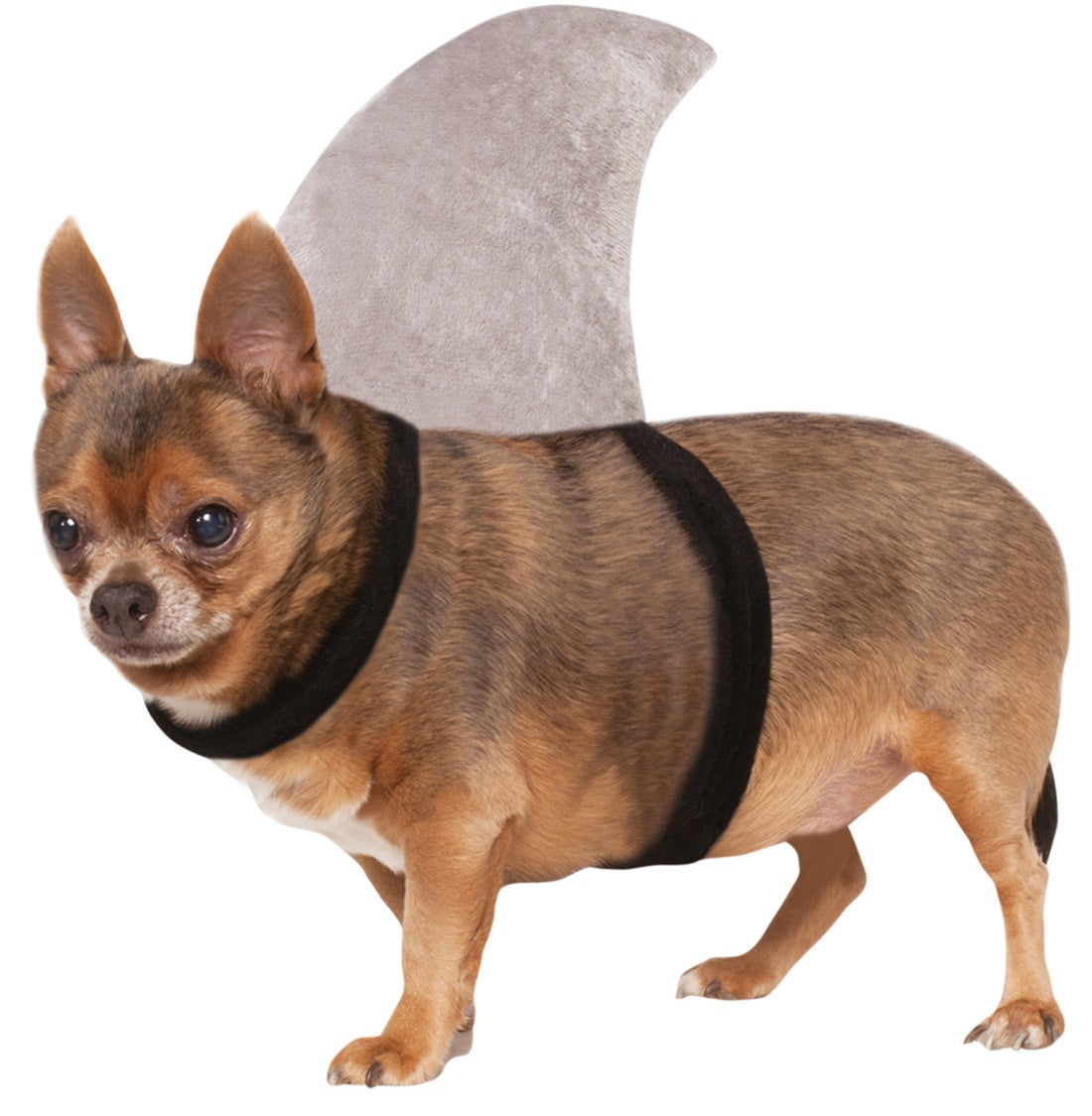 Price: .90 (available in two sizes)