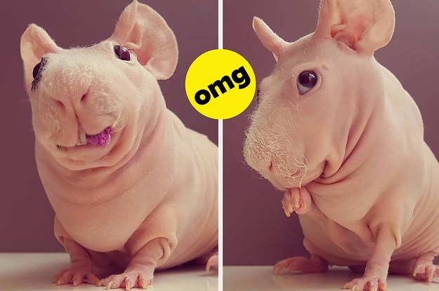 The Latest Buzz Delivered!