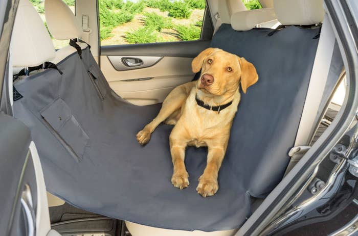 26 Things From Walmart That Ll Make Your Pet Feel Like Royalty