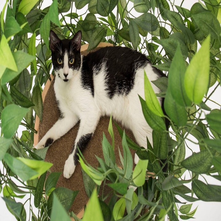 26 Things From Walmart That Ll Make Your Pet Feel Like Royalty