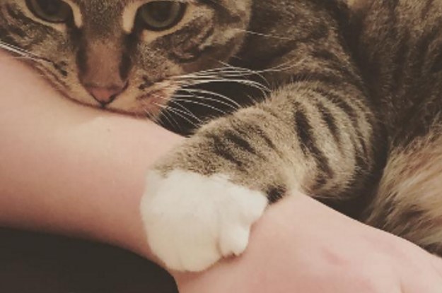 20 Weird Things All Cat Owners Secretly Do