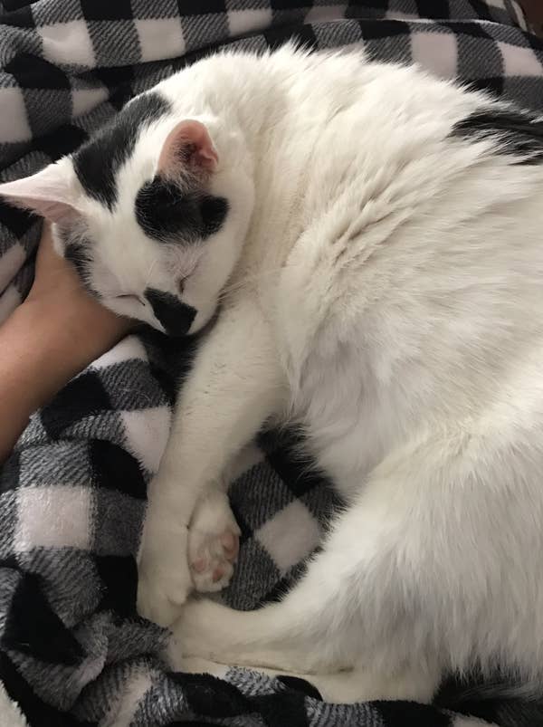 18 Photos That Prove Cats And Dogs Aren T The Pets We Are