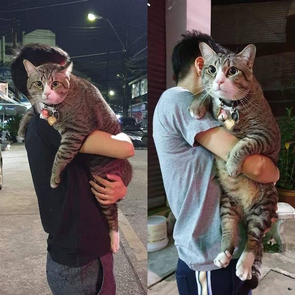 Here Are The Best Cat Posts From This Week May 31 2019