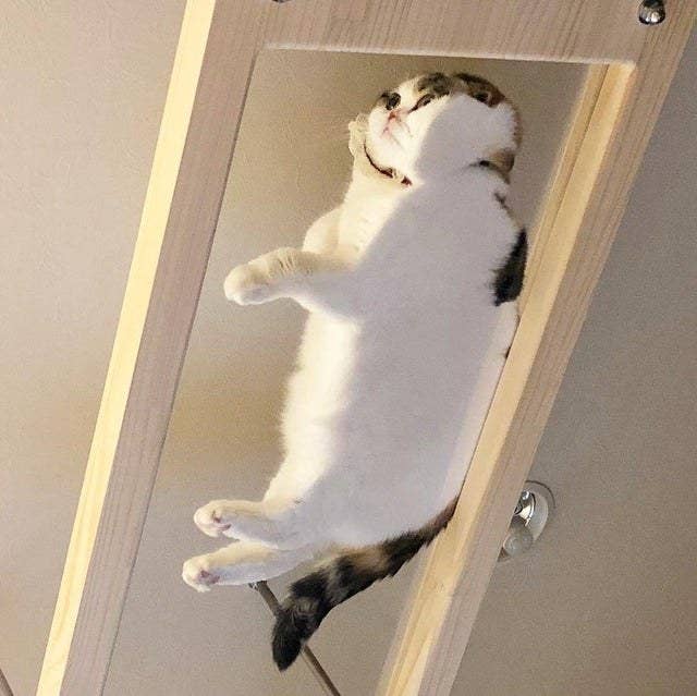 Here Are The Best Cat Posts From This Week May 31 2019