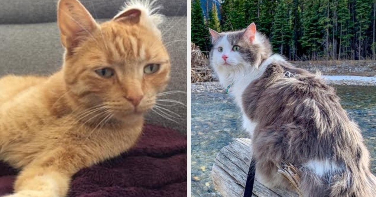 Here Are The Best Cat Posts From This Week — May 3, 2019