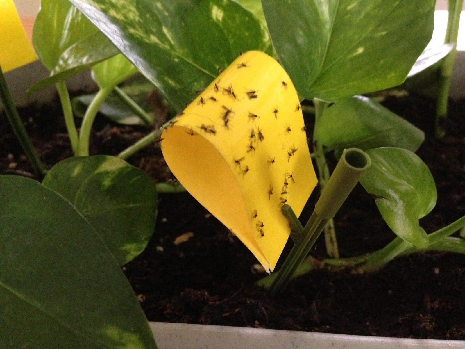 yellow sticky flag into potted plant covered in small flies 