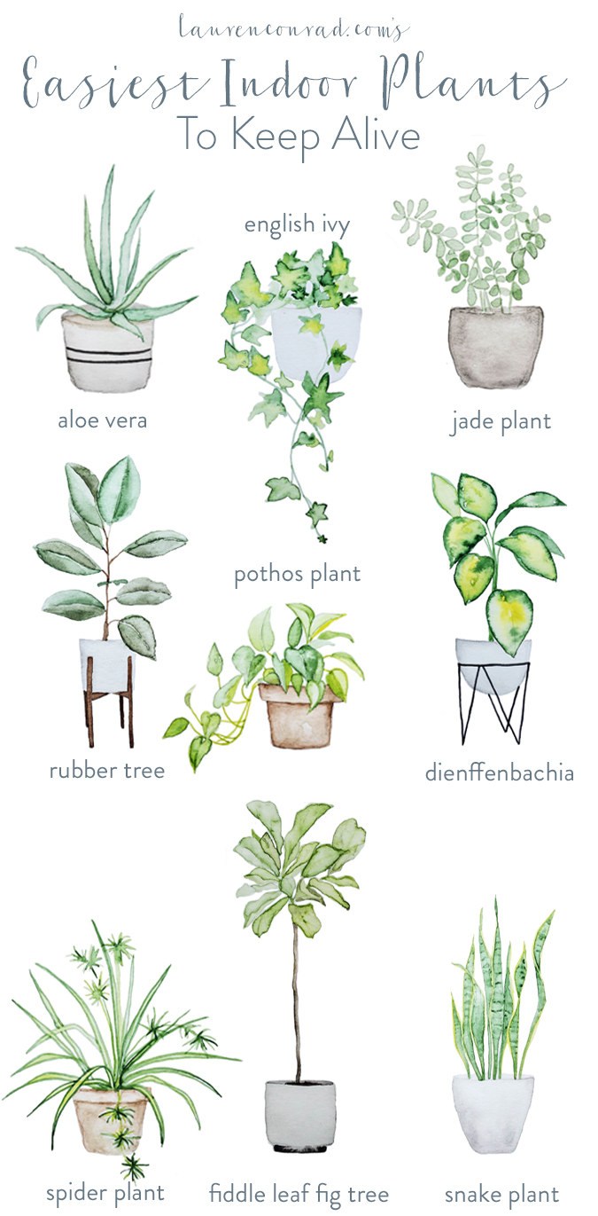 The chart of plants, including spider plant, fiddle leaf fig, snake plant, rubber tree, aloe vera, pothos plant, dieffenbachia, jade plant and english ivy