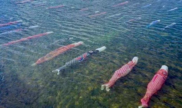 鯉のぼりが本物の川泳いでるんだけどwww