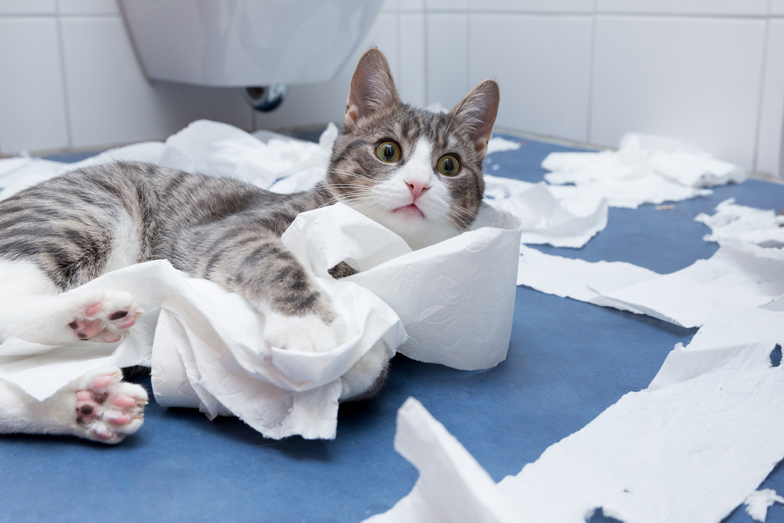 Cat sitting amongst shredded toilet paper in bathroom