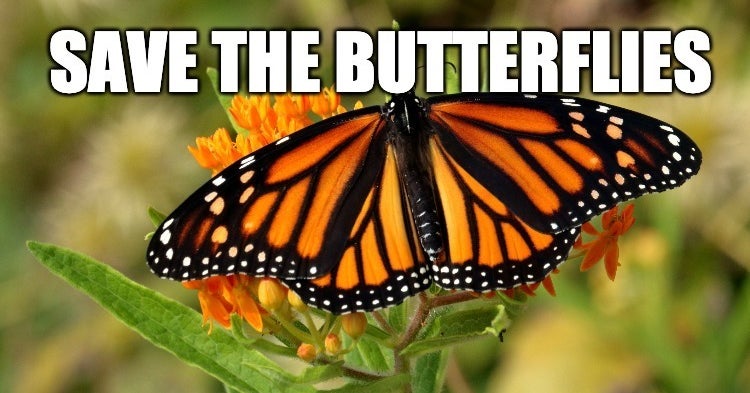 8 Practical Ways To Attract More Butterflies