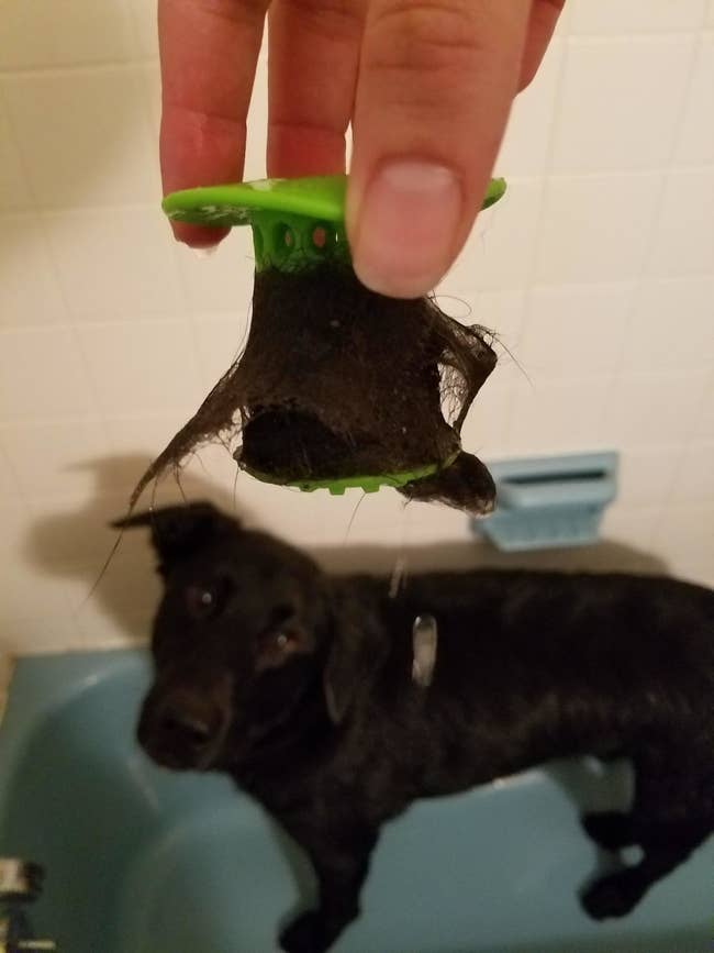 reviewer holding green tubshroom covered with dog hair in front of dog in tub