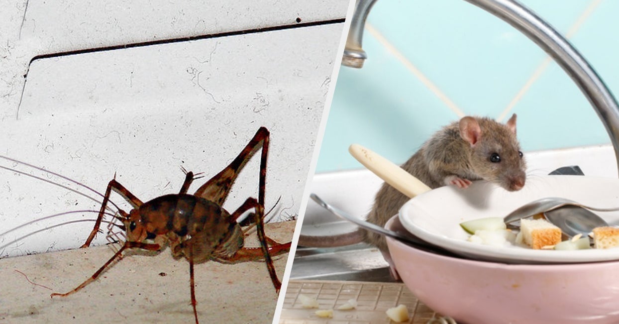  24 Horror Stories About Bugs and Vermin