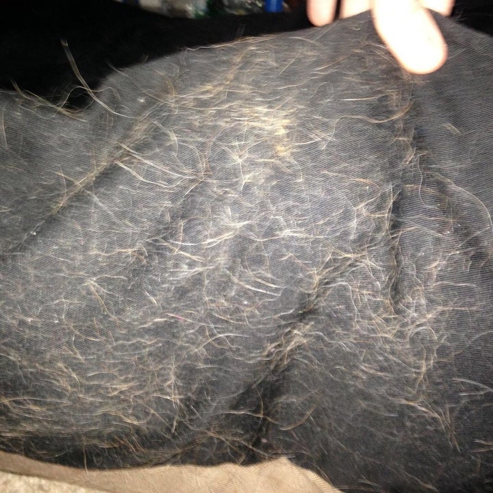 reviewer photo showing a blanket covered in pet hair