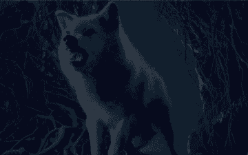 Wolf Fire And Ice Gif