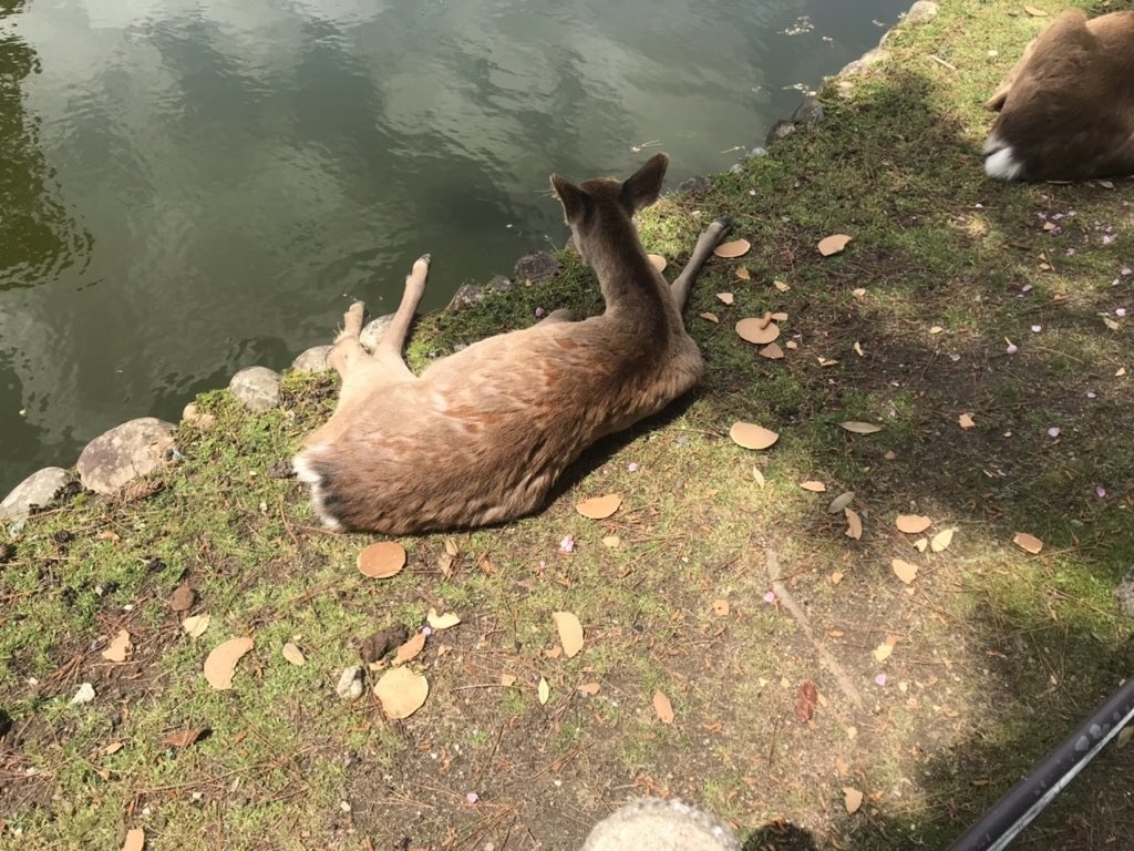 Gw前半で鹿せんべいを食べ飽きて完全に無反応になってしまった鹿さんたちをご覧ください そんなことあるんだ 涅槃の境地 Togetter