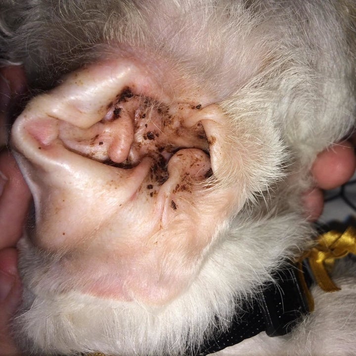 reviewer photo showing pet ear with dirt and grime in it 